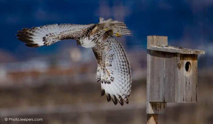 A rough-legged hawk taking flight from a bird feeder.