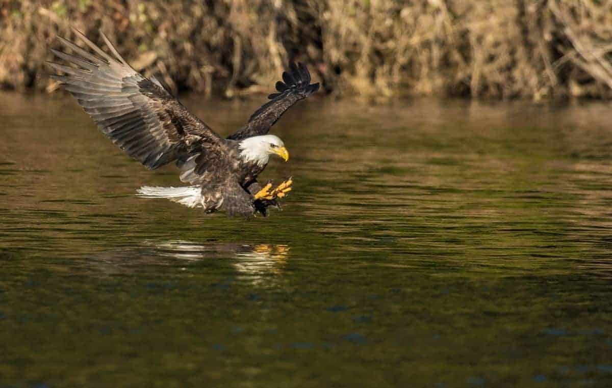 bald eagle just above the water ready to catch a fish