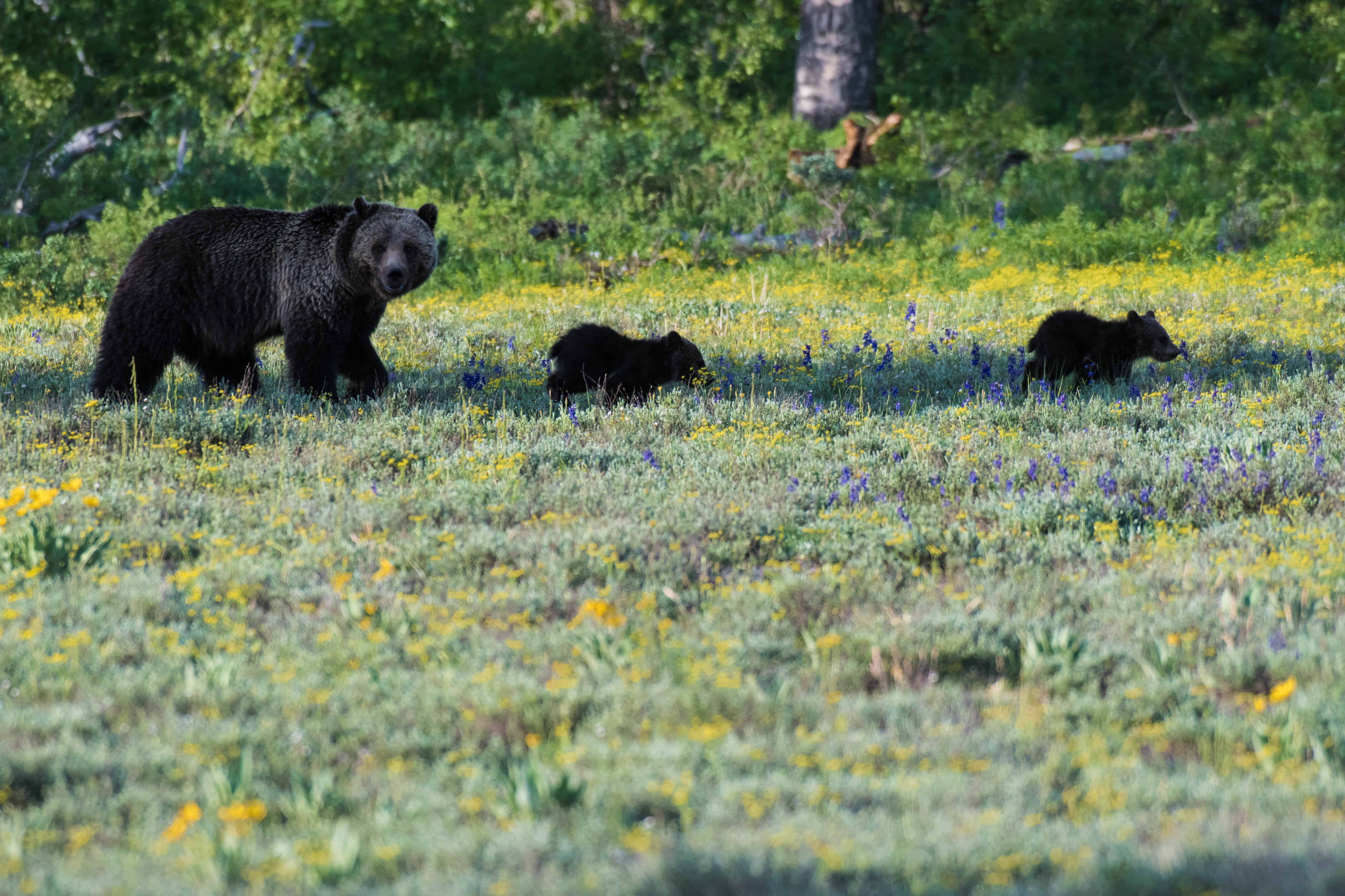 Mama bear with two cubs at Grand Teton National Park.