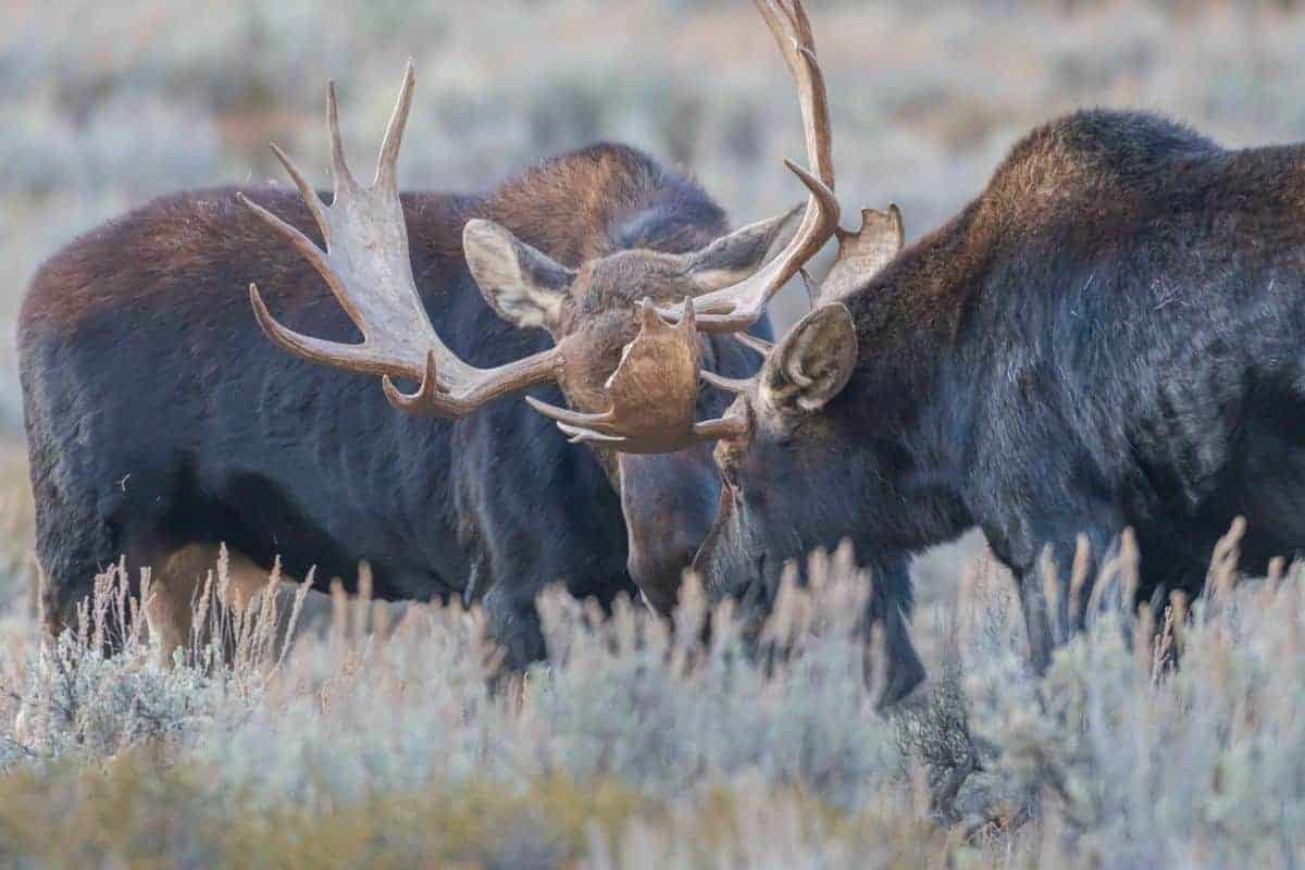 Two bull moose locking antlers at Grand Teton National Park.