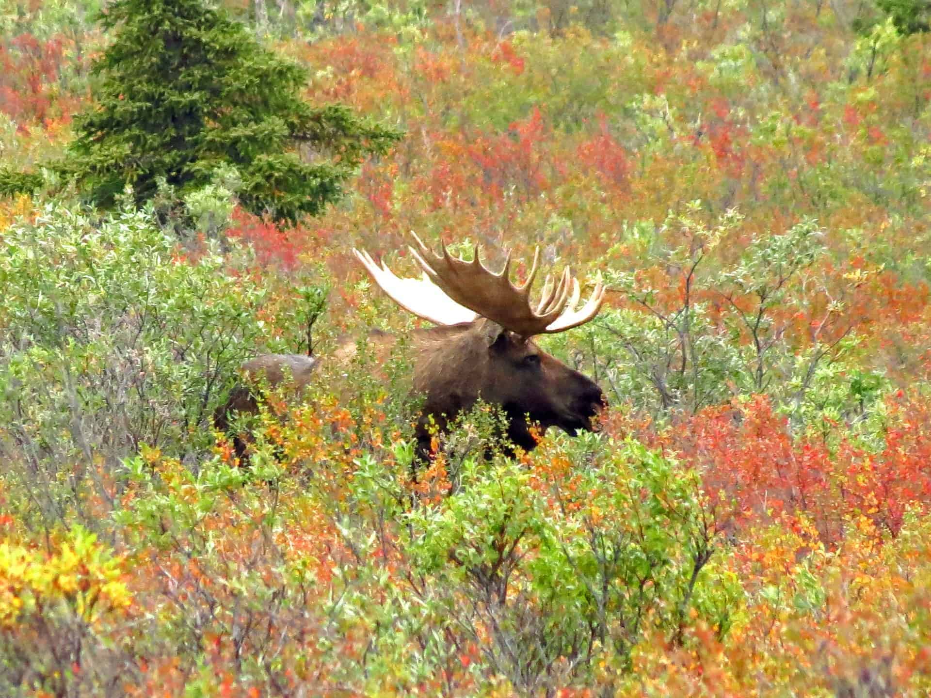 Moose at Denali National Park in the Fall