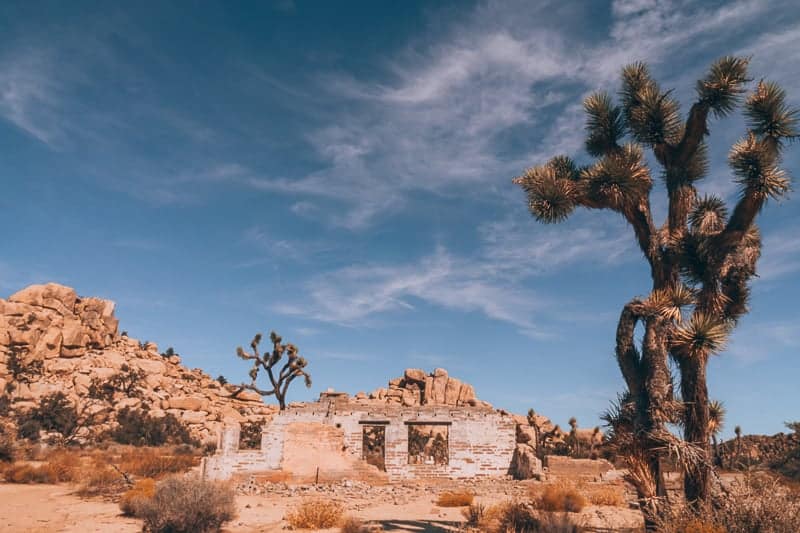 Explore Joshua Tree National Park in the spring