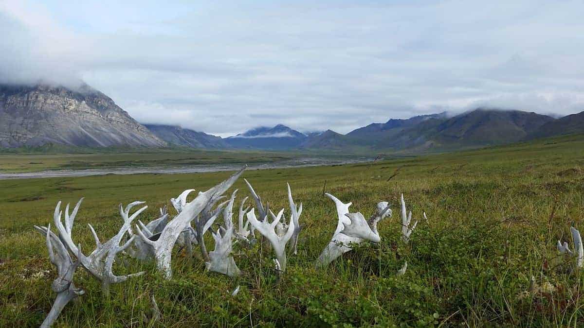 Shed antlers at Gates of the Arctic National Park.