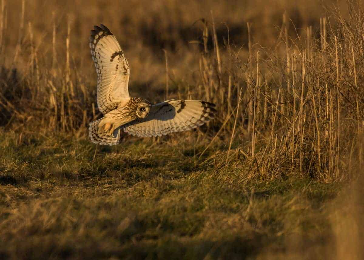 Owl in flight searching for it's next meal.