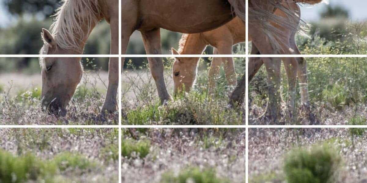 Using the Rule of Thirds to Take Better Landscape Photos - PhotoJeepers