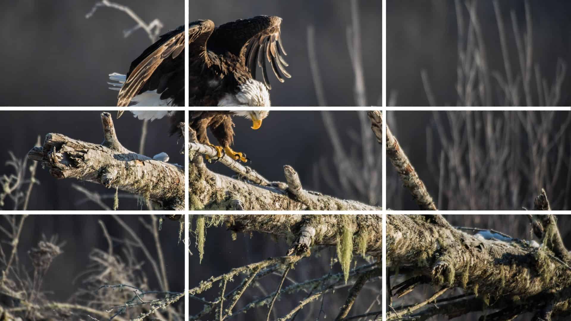 Rule of thirds grid to place the eagle in the upper left corner of the photo.