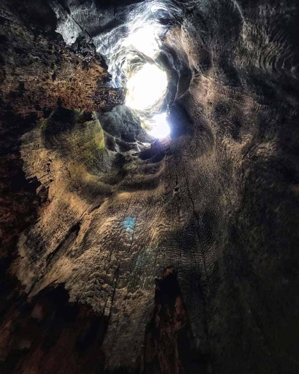 The inside of a redwood tree.