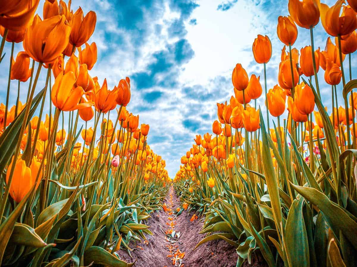 Photograph the tulips in Oregon in the spring.