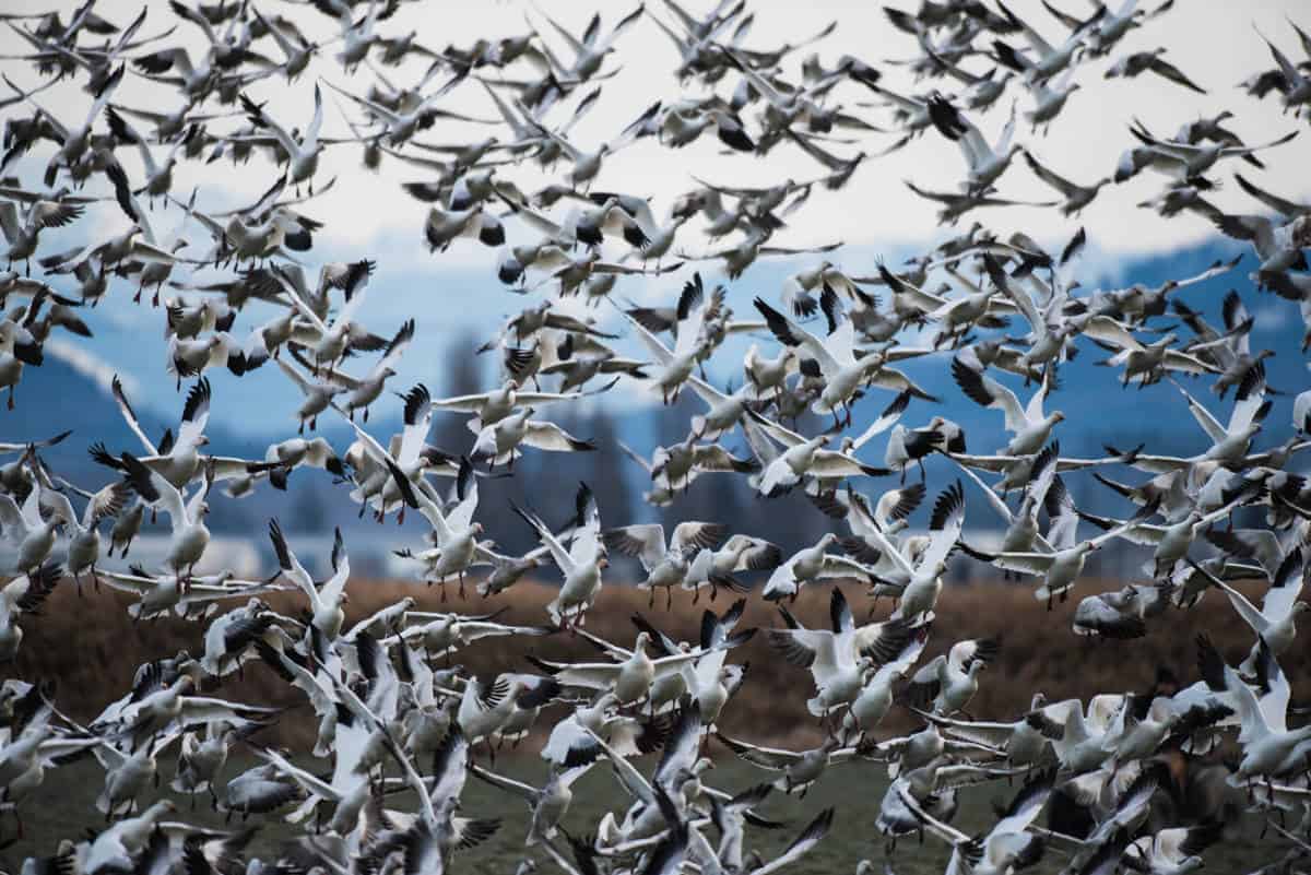 A large number of snow geese fills the frame in this image.