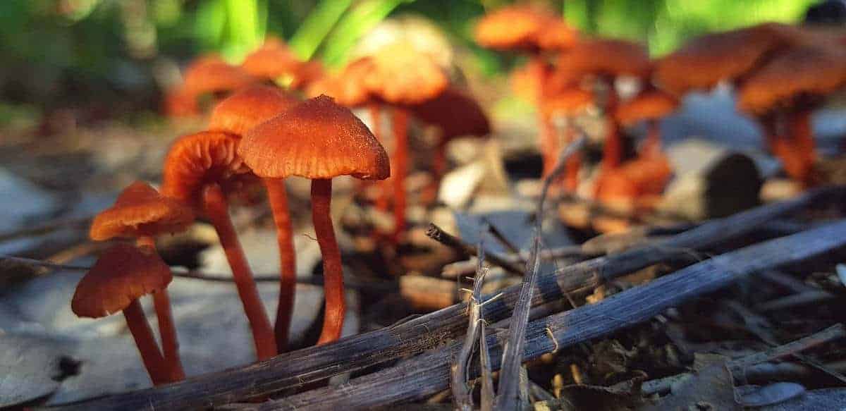Discover miniature orange mushrooms on the forest floor during photo walks.
