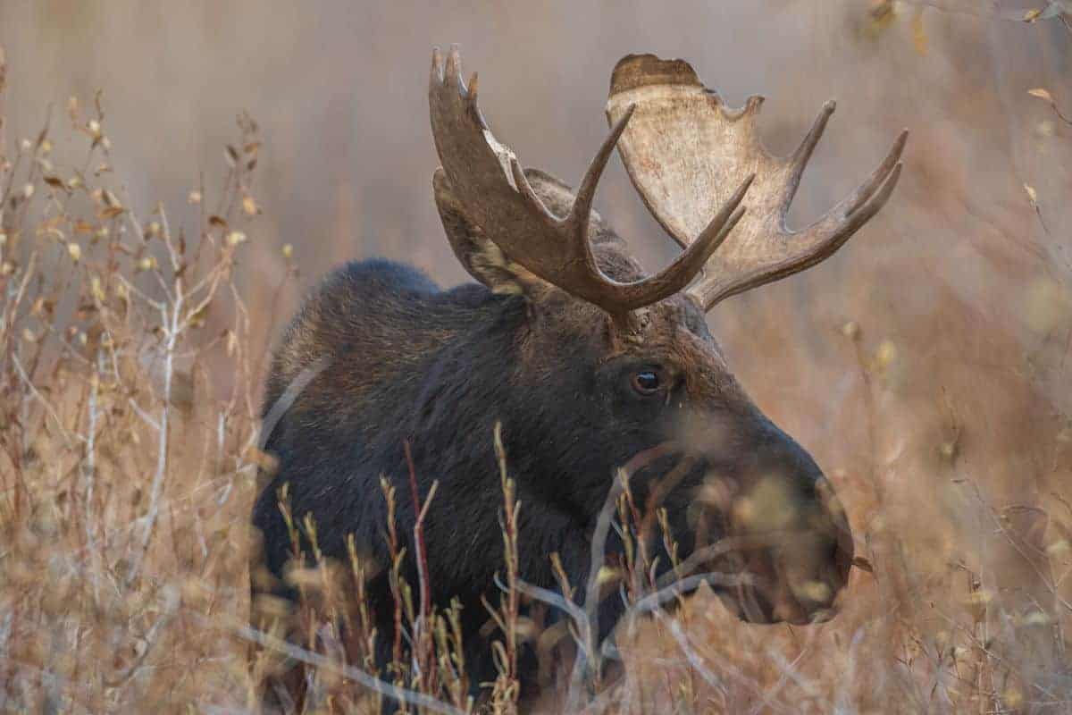 Bull moose at Grand Teton in the fall.