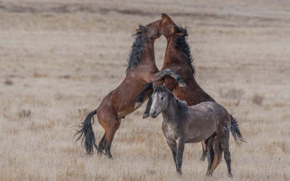 Wild horses in the West Desert of Utah