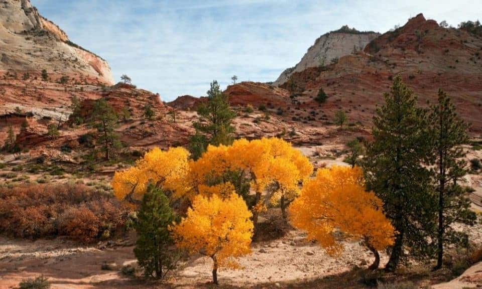 Fall colors at Zion National Park