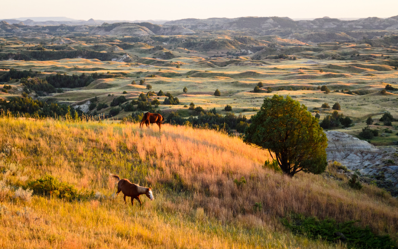wild horses at Theodore Roosevelt National Park