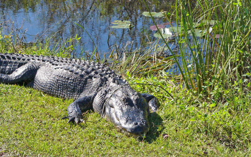 alligator at everglades national park