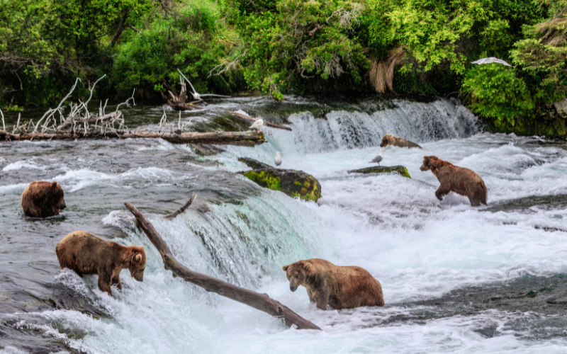 grizzly bears at Brooks Falls in Katmai National Park