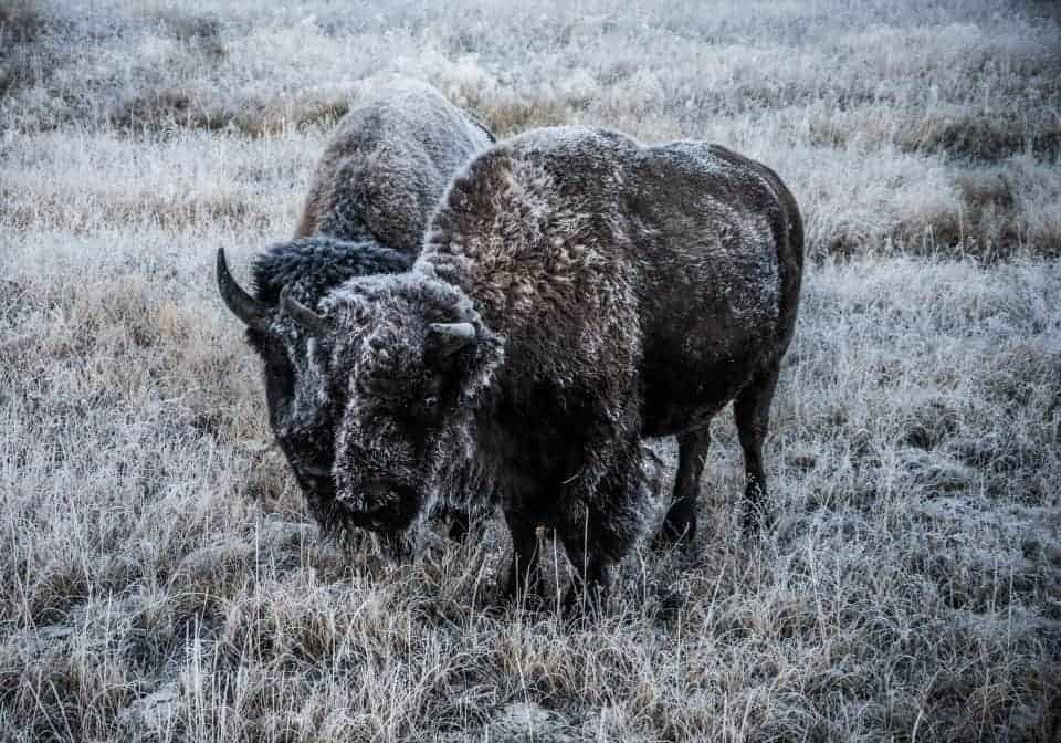 Bison with frost at Yellowstone