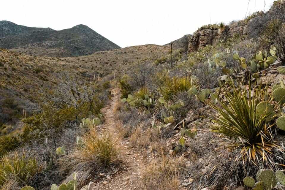 Guadalupe Mountains National Park in March