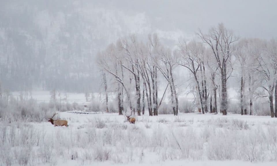 Lamar Valley in the winter