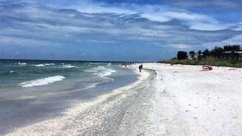 Image for The Search for Sanibel Island Shells
