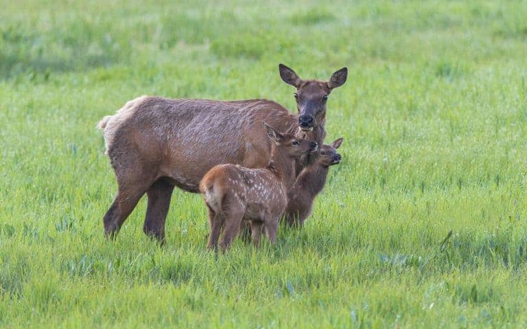 elk and fawn at Yellowstone in the spring