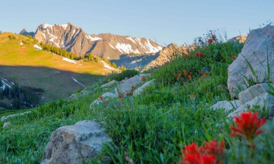 Albion Basin in the summer