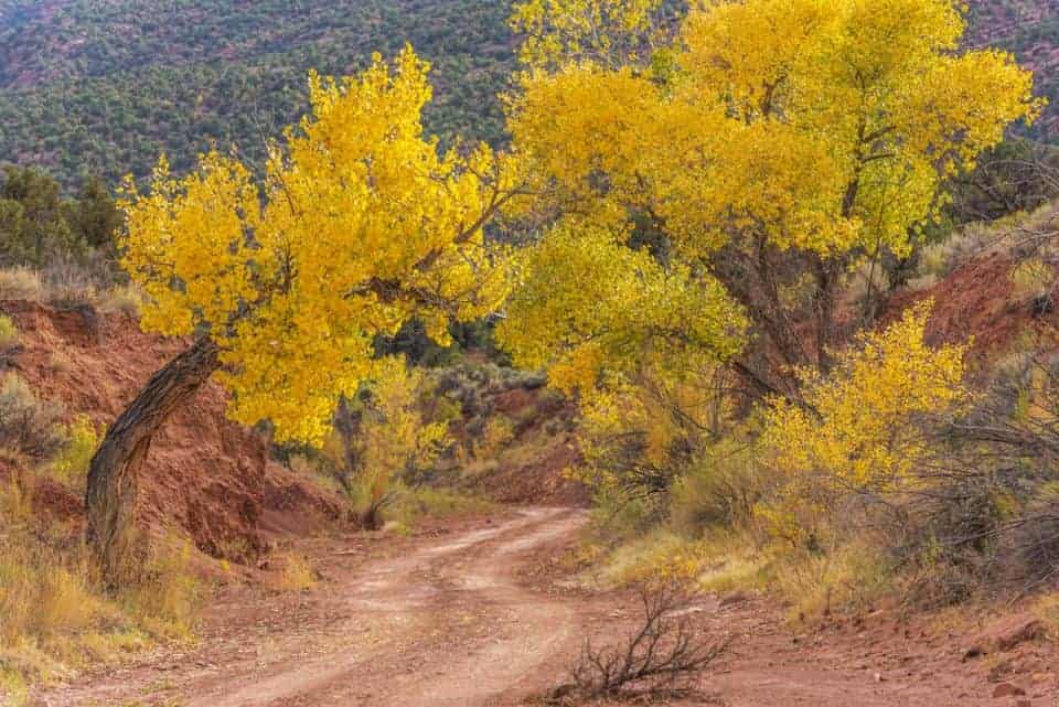 Dirt road through Capitol Reef in the fall
