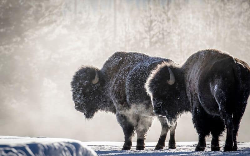bison in the winter at yellowstone