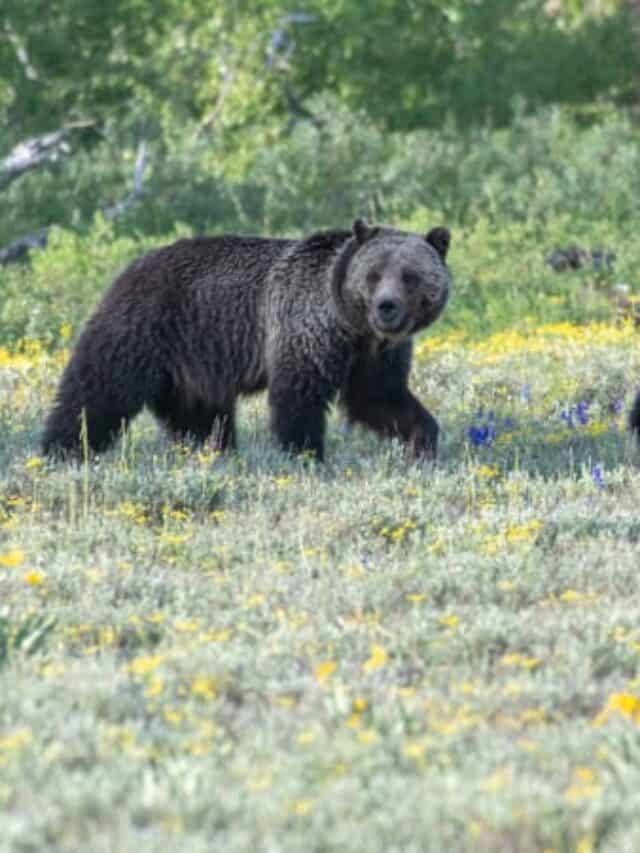 Tips For Visiting Grand Teton National Park in June Story