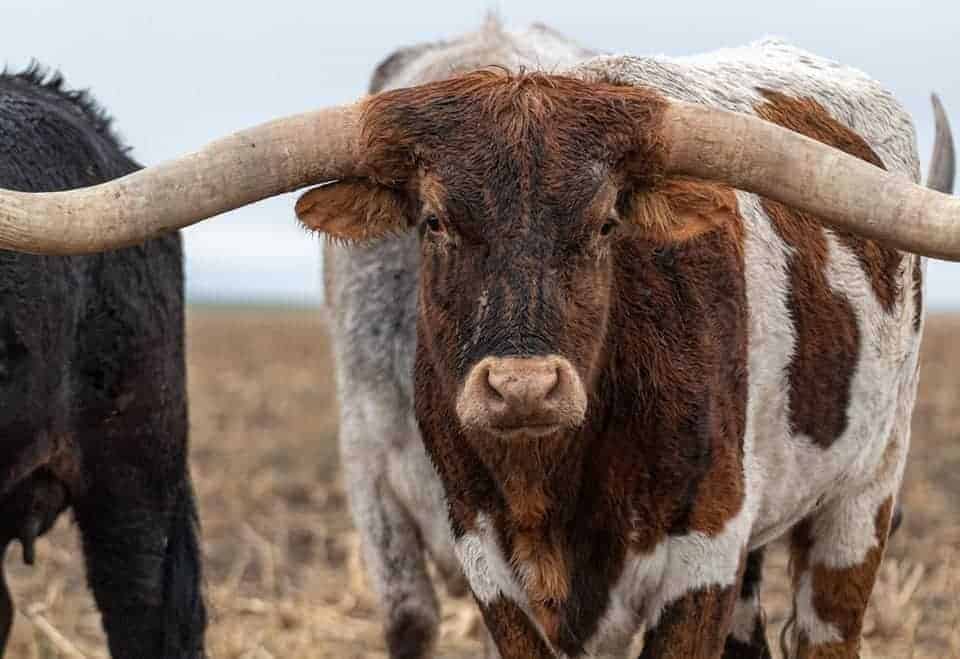 longhorn bull by Mel Simpson