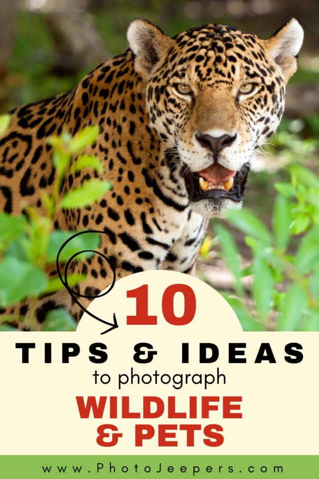 10 tips and ideas to photograph wildife and pets