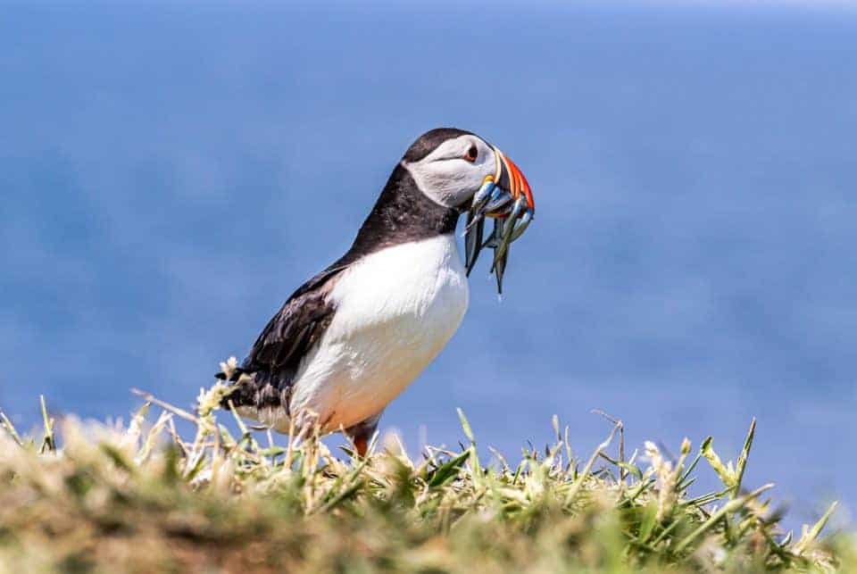 puffin mouth full of fish by William Holmes