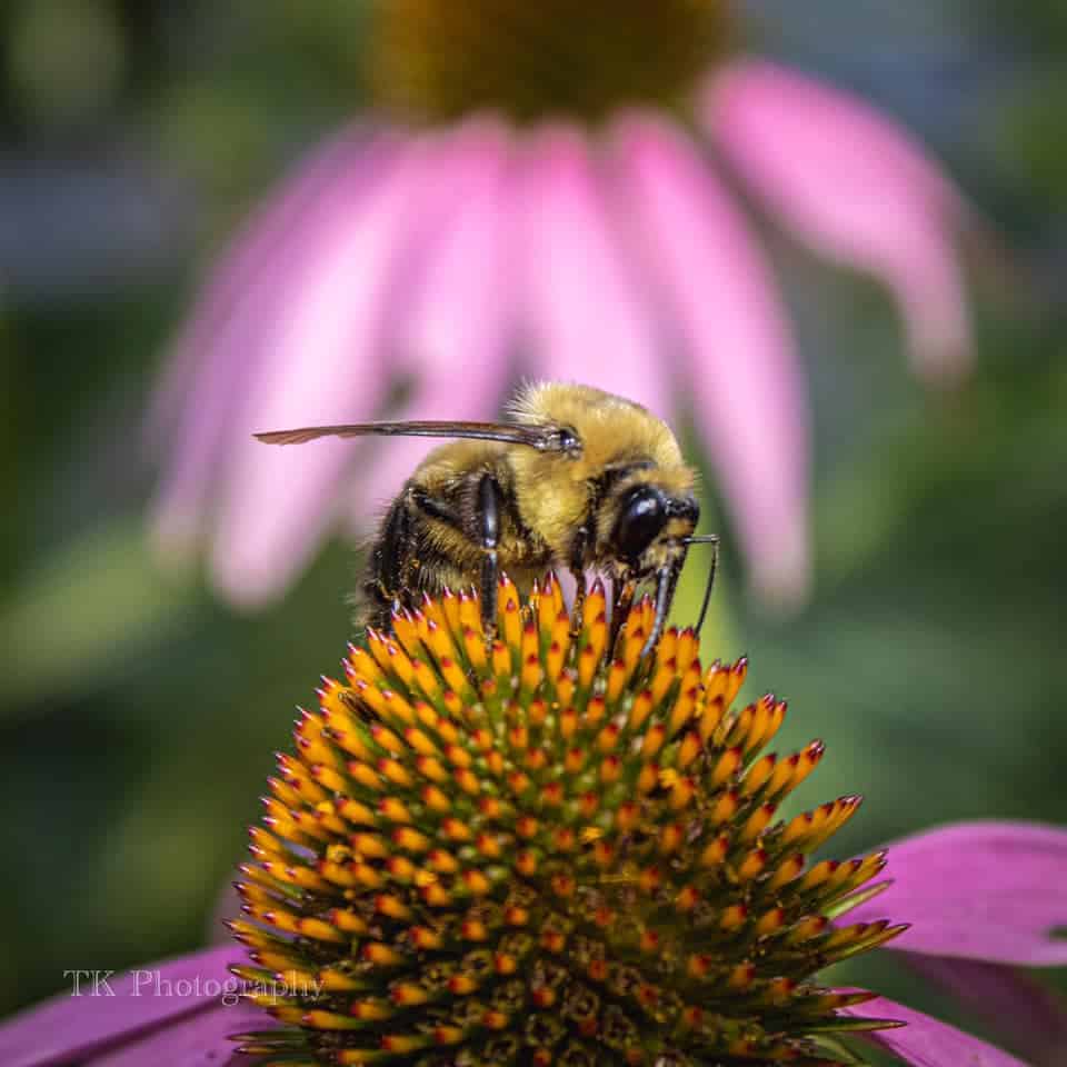 bee on a flower by Tony Kendrick