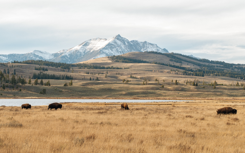 Buffalo and landscape scene at Lamar Valley in Yellowstone in the fall