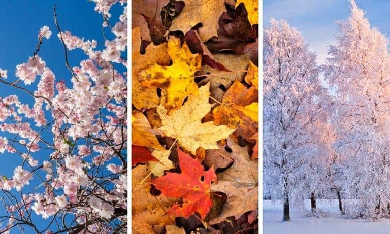 Seasons Photography Ideas and Tips