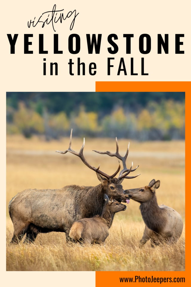 3 elk at yellowstone in the fall