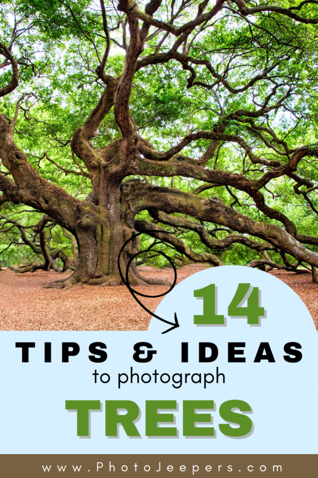 14 tips and ideas to photograph trees