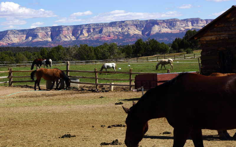 horses near Zion National Park