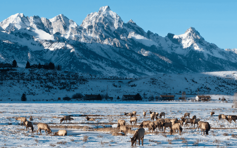 elk refuge near Grand Teton in the winter