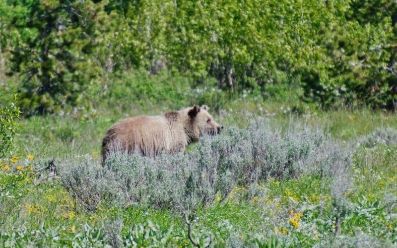 grizzly bear at Grand Teton