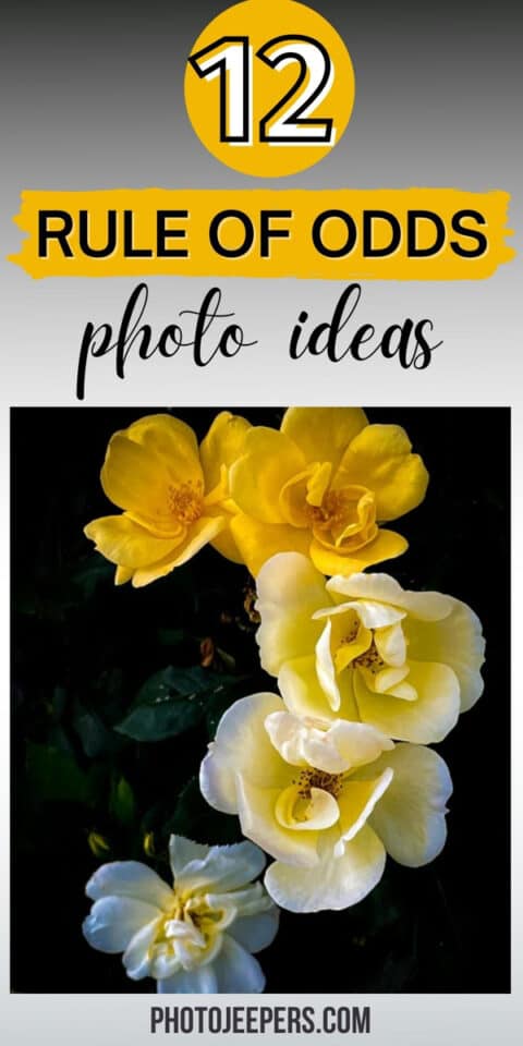 rule of odds photography ideas