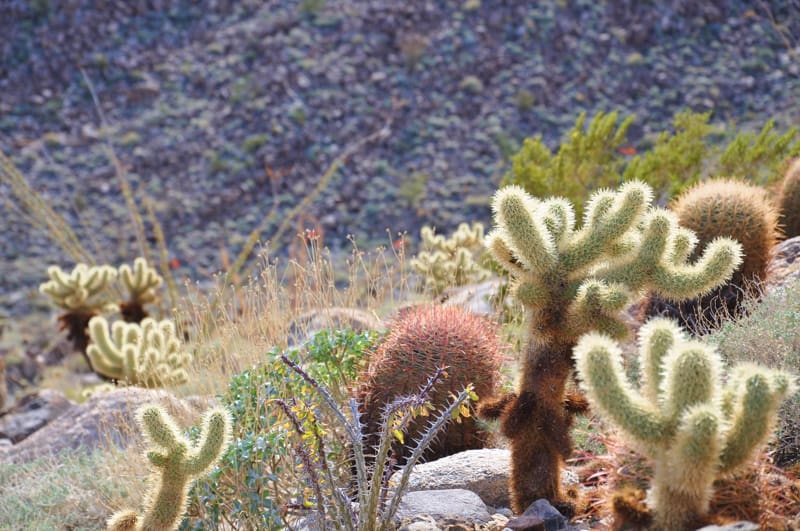 rule of odds cactus photo