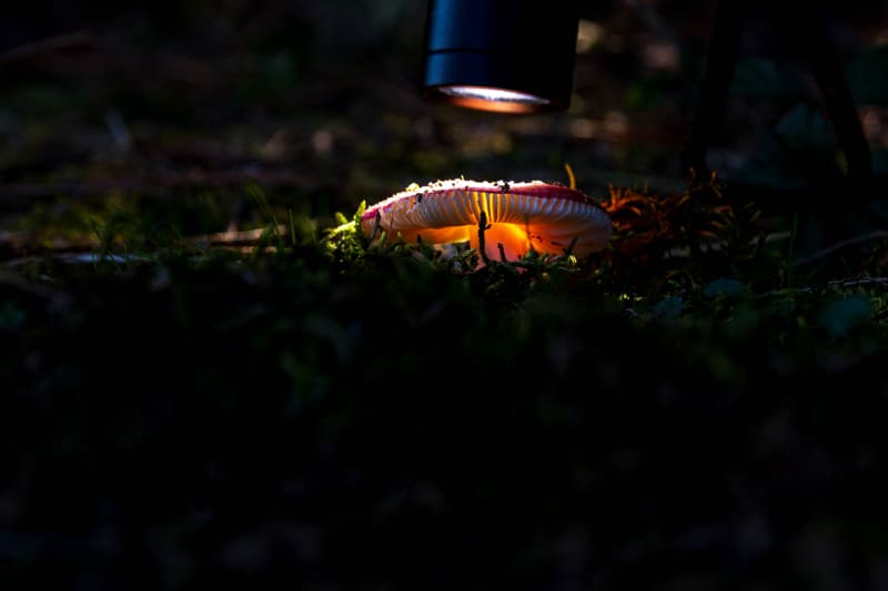 7 Synced glowing mushrooms photo credit Ryan Hobbs
