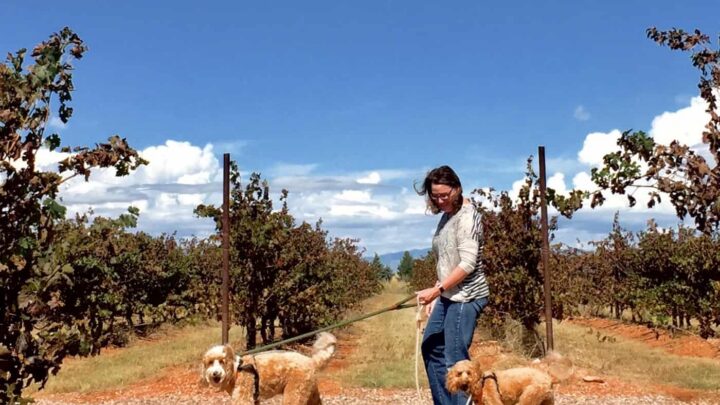 Image for Pack Field Trip to the Most Dog-Friendly Winery in Southern Arizona