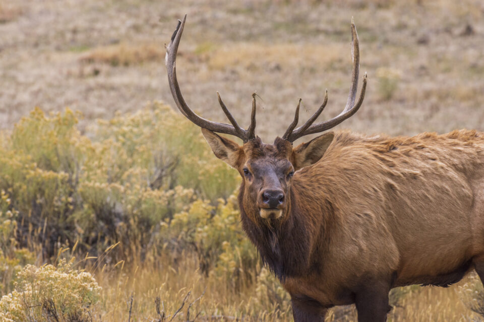 Bull elk at Yellowstone