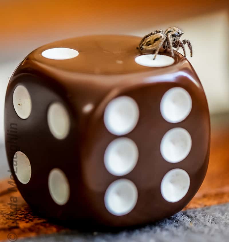 small spider on dice