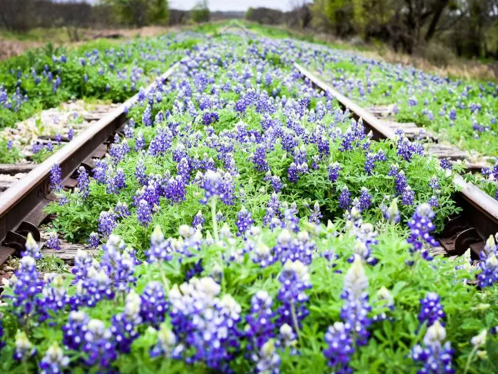Texas bluebonnet growing on an abandoned railway track in Texas