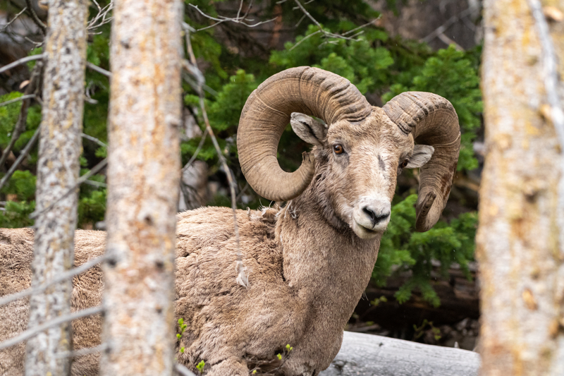 bighorn sheep at Yellowstone