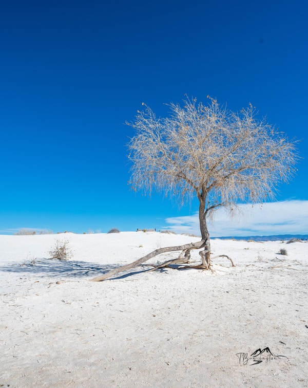 negative space blue sky, white sand and a tree 