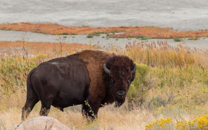 bison on Antelope Island Utah
